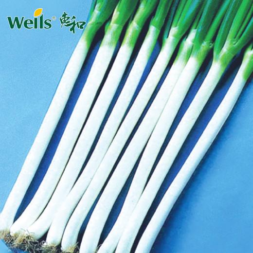 「专业种子」寒春 大葱大田用种种子 可用于晚春-初夏收获的晚抽苔品种 商品图0