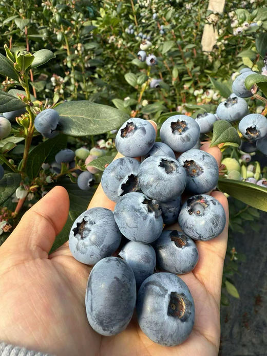 雪山恬云南脆甜蓝莓22+ 商品图3
