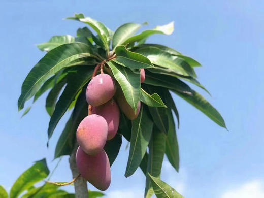 #空运贵妃芒#真正自然成熟，不打药不催熟，细腻香甜，皮薄肉厚，一口下去满满的阳光味道～ 商品图4