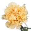单头康乃馨 | 香槟 商品缩略图1