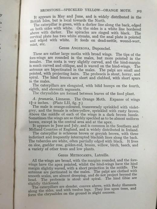 约20世纪早期 英国蝴蝶与蛾类图鉴 70页彩色插图 漆布精装大32开 商品图13