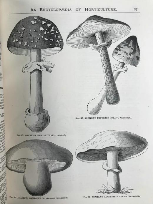 约19世纪后期 图解园艺词典（全4卷） 数百幅精美版画插图 漆布精装16开 商品图9