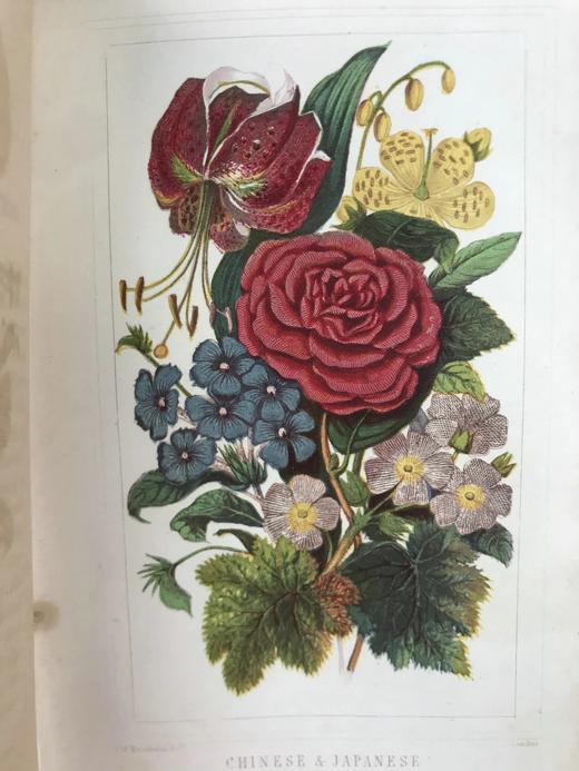 约19世纪后期 万国花卉图鉴 配多幅套色版画插图 漆布精装36开 商品图9