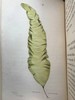 1853年 海洋植物学家：英国海藻研究入门 7页版画插图 真皮精装36开 商品缩略图4