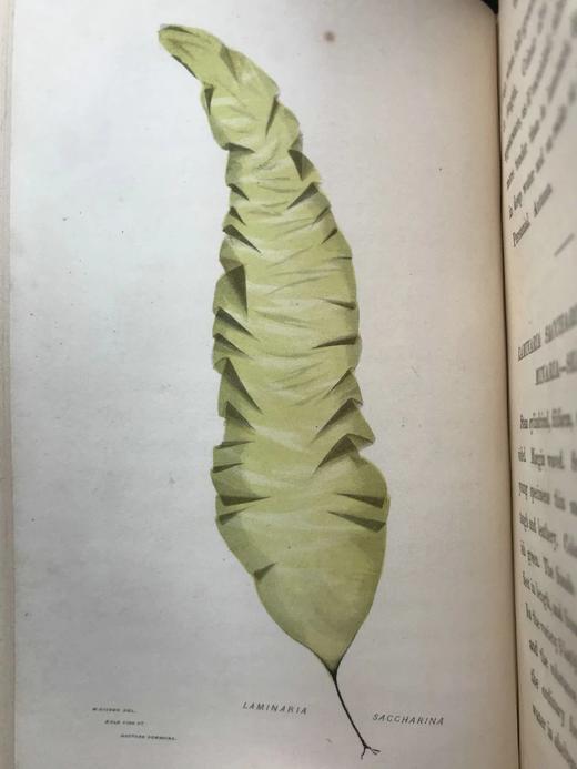 1853年 海洋植物学家：英国海藻研究入门 7页版画插图 真皮精装36开 商品图4