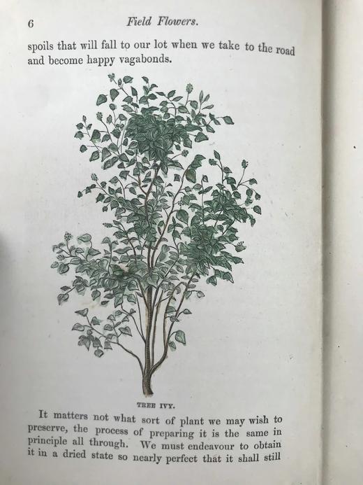 1870年 田野花卉手册 8幅彩色90幅黑白木版画 漆布精装36开 商品图9