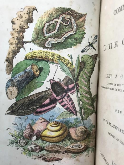 1861年 乡村常见事物图鉴 配多幅套色版画插图 漆布精装36开 商品图2