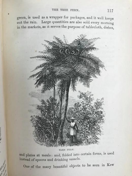 约19世纪后期 植物生命的美丽与奇观 数十幅版画插图 漆布精装36开 商品图9