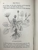 1870年 田野花卉手册 8幅彩色90幅黑白木版画 漆布精装36开 商品缩略图10