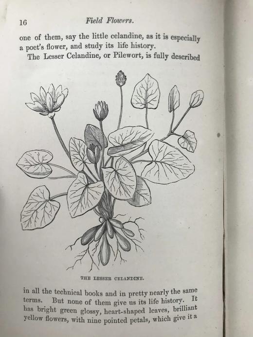 1870年 田野花卉手册 8幅彩色90幅黑白木版画 漆布精装36开 商品图10