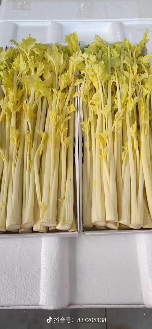 精品马家沟芹菜20斤 商品图3