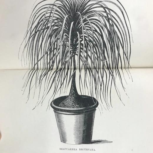 1876年 温室与暖房观叶植物 数十幅版画插图 漆布精装32开 商品图10