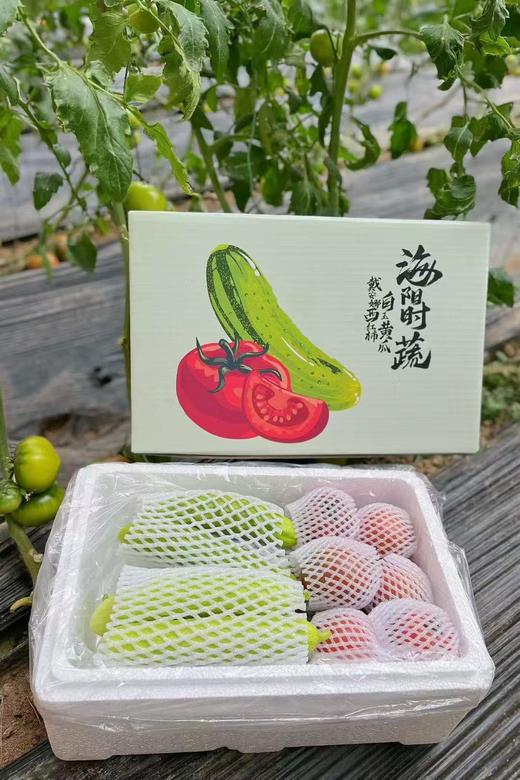 【京东快递】海阳白玉黄瓜 + 京彩高糖番茄 + 戴安娜西红柿 双拼 - ANXNY 商品图0