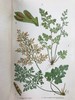 1861年 英国蕨类及其近缘植物 12幅套色版画插图 漆布精装36开 商品缩略图5