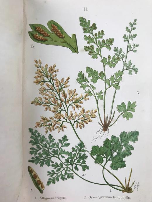 1861年 英国蕨类及其近缘植物 12幅套色版画插图 漆布精装36开 商品图5