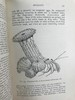1910年 动物学纲要 420幅插图 漆布精装32开 商品缩略图10