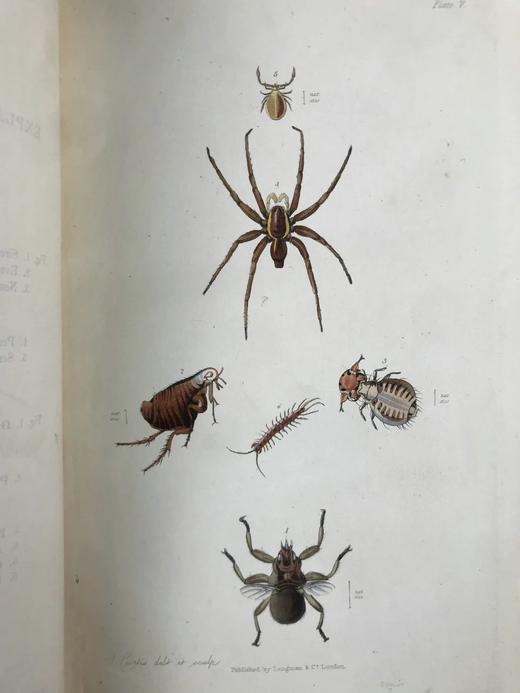 1843年 昆虫学导论（全2卷） 3页套色版画插图 漆布精装18开 商品图7