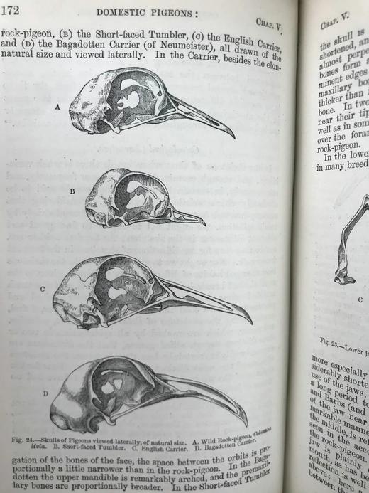 1875年 达尔文《动物和植物在家养下的变异》（全2卷） 43幅版画插图 真皮精装32开 商品图6