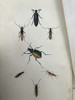 1843年 昆虫学导论（全2卷） 3页套色版画插图 漆布精装18开 商品缩略图3