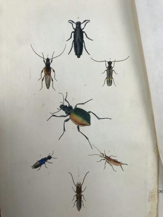 1843年 昆虫学导论（全2卷） 3页套色版画插图 漆布精装18开 商品图3