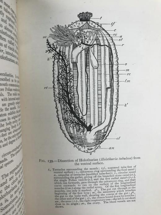 1910年 动物学纲要 420幅插图 漆布精装32开 商品图5