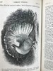 1875年 达尔文《动物和植物在家养下的变异》（全2卷） 43幅版画插图 真皮精装32开 商品缩略图9