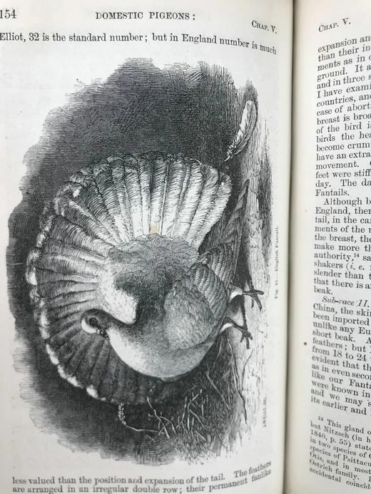 1875年 达尔文《动物和植物在家养下的变异》（全2卷） 43幅版画插图 真皮精装32开 商品图9