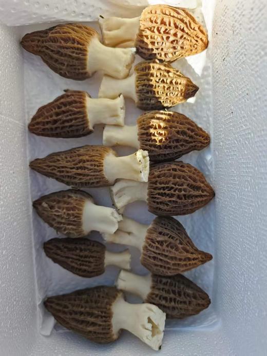 现采羊肚菌2斤 商品图2