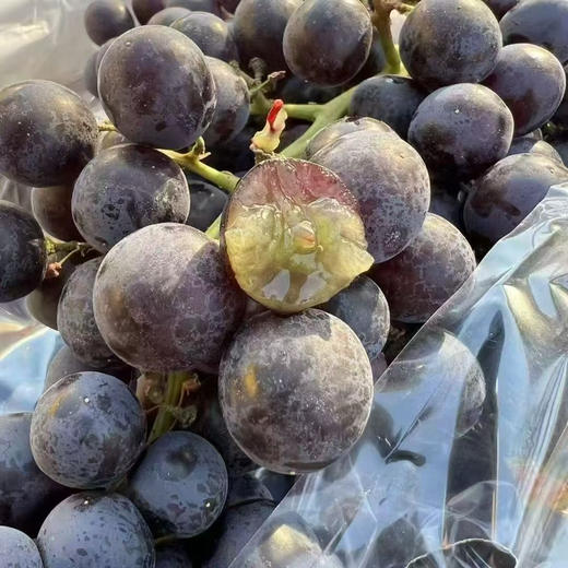 智利玫瑰香黑提 商品图4