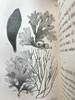 1853年 海洋植物学家：英国海藻研究入门 7页版画插图 真皮精装36开 商品缩略图12