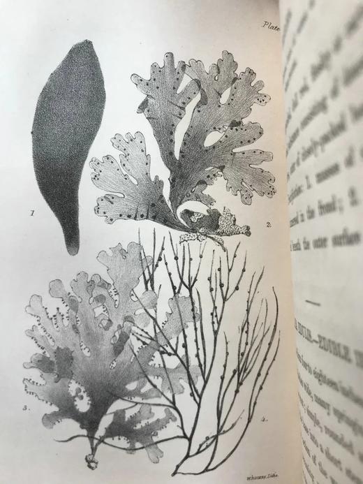 1853年 海洋植物学家：英国海藻研究入门 7页版画插图 真皮精装36开 商品图12