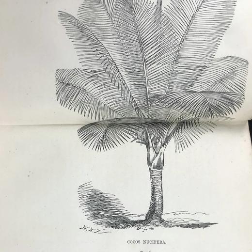 1876年 温室与暖房观叶植物 数十幅版画插图 漆布精装32开 商品图9