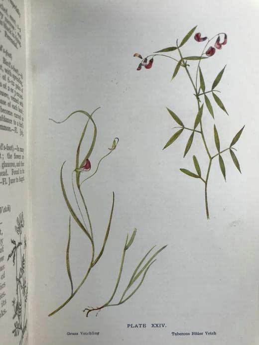 1909年 野外花卉图鉴 92幅彩色245幅黑白插图 漆布精装32开 商品图11