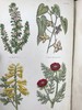 1870年 田野花卉手册 8幅彩色90幅黑白木版画 漆布精装36开 商品缩略图2