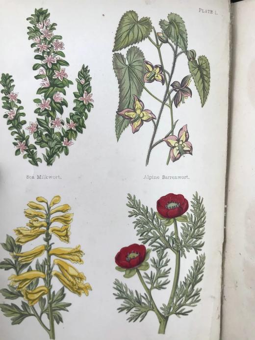 1870年 田野花卉手册 8幅彩色90幅黑白木版画 漆布精装36开 商品图2