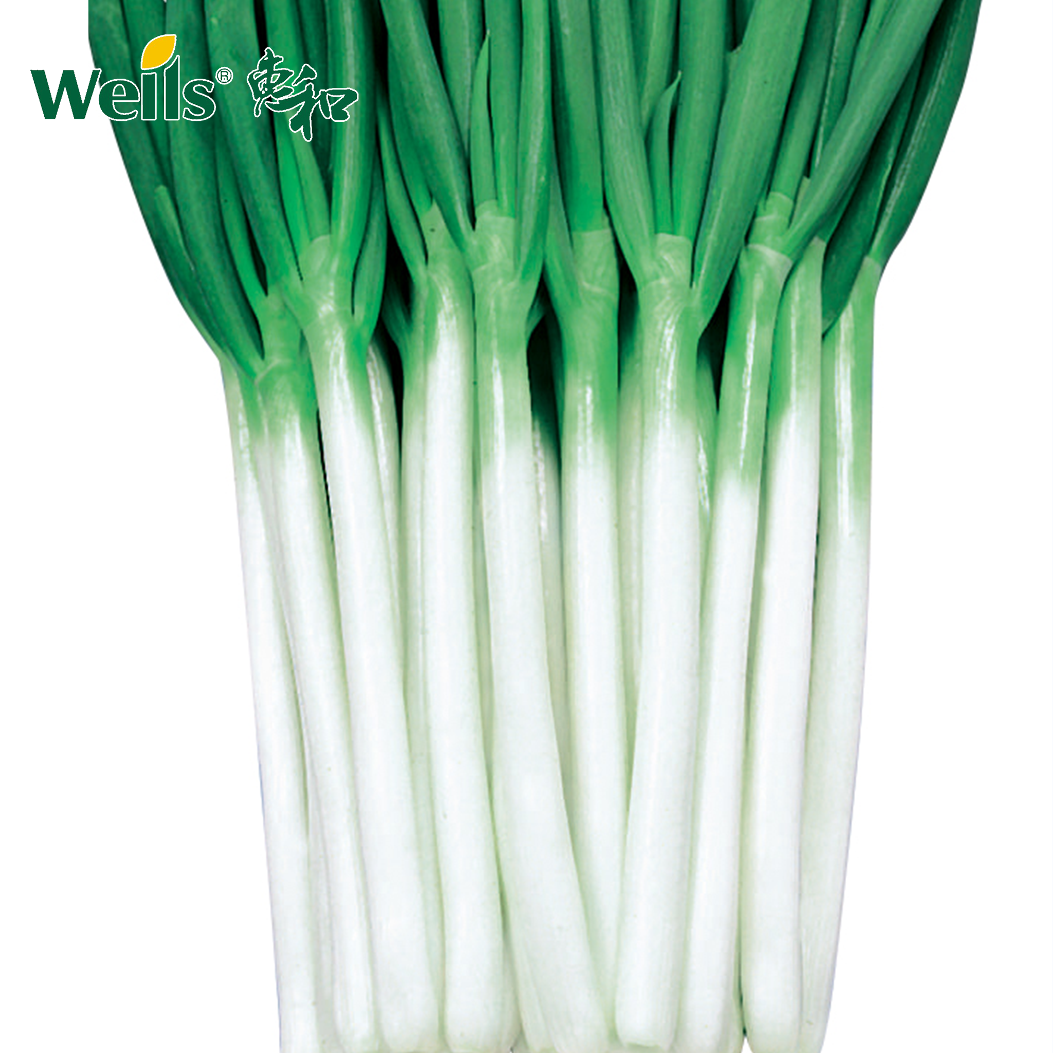 「专业种子」天宝 大葱杂交种子 耐热耐寒性突出，整齐度好耐抽苔