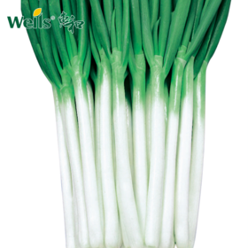 「专业种子」天宝 大葱杂交种子 耐热耐寒性突出，整齐度好耐抽苔