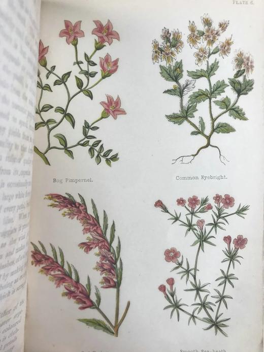 1870年 田野花卉手册 8幅彩色90幅黑白木版画 漆布精装36开 商品图6