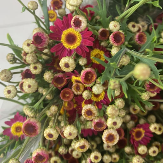 配花-红色迷你小菊-多头 商品图0