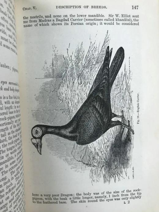 1875年 达尔文《动物和植物在家养下的变异》（全2卷） 43幅版画插图 真皮精装32开 商品图10