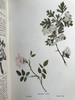 1909年 野外花卉图鉴 92幅彩色245幅黑白插图 漆布精装32开 商品缩略图6