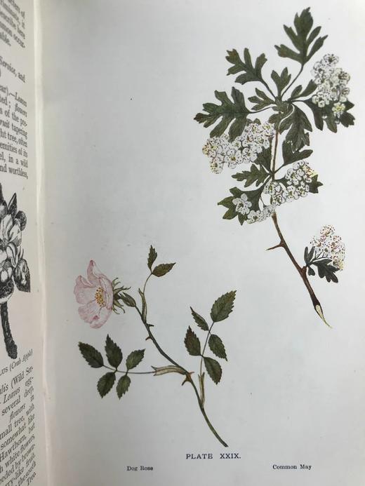 1909年 野外花卉图鉴 92幅彩色245幅黑白插图 漆布精装32开 商品图6
