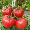 山东普罗旺斯西红柿 净重4.5斤中大果 商品缩略图7