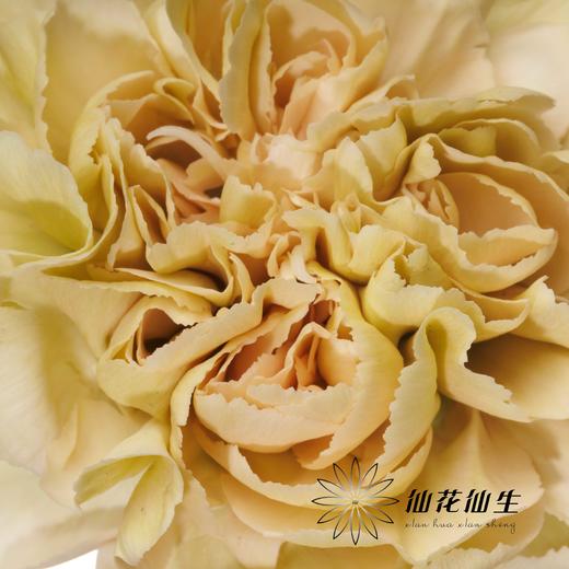 单头康乃馨 | 雷格马龙 商品图1