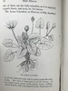 1870年 田野花卉手册 8幅彩色90幅黑白木版画 漆布精装36开 商品缩略图12