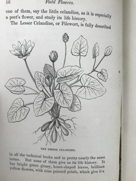 1870年 田野花卉手册 8幅彩色90幅黑白木版画 漆布精装36开 商品图12