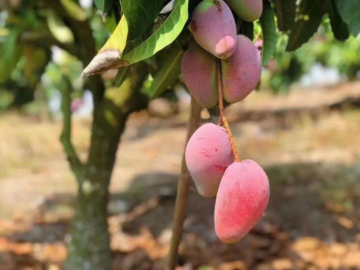 #空运贵妃芒#真正自然成熟，不打药不催熟，细腻香甜，皮薄肉厚，一口下去满满的阳光味道～ 商品图3