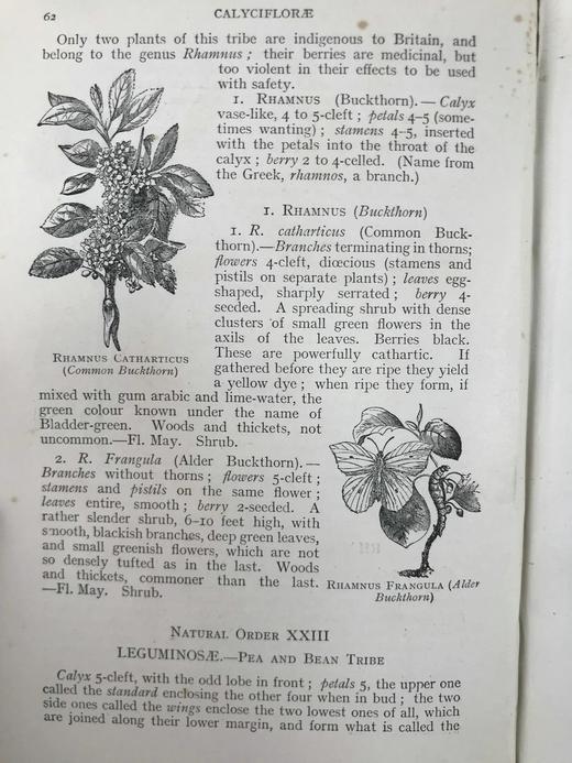 1909年 野外花卉图鉴 92幅彩色245幅黑白插图 漆布精装32开 商品图14