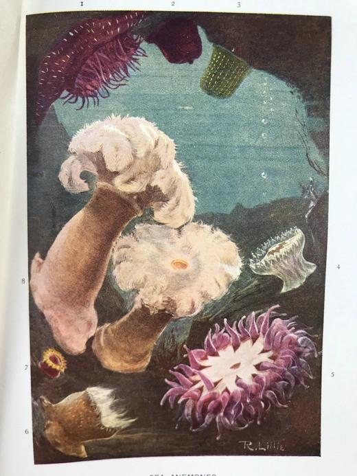 1903年 海滩生物图鉴 8页彩色300余幅黑白插图 漆布精装32开 商品图4