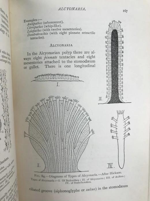 1910年 动物学纲要 420幅插图 漆布精装32开 商品图11